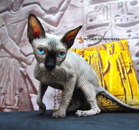 Seal point Sphynx kittens for sale: Sphynx cattery Mother of Sphynxes