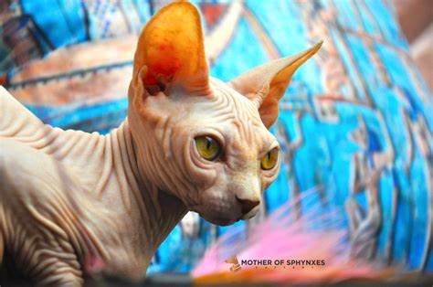 Sphynx Kittens for sale from Sunshine of Ducali. Sphynx kittens for sale. Sphynx cat Thailand & Worldwide: Mother of Sphynxes cattery. In picture: Sunshine is our Egyptian cat, Sphynx kittens white, Sphynx cat pink color, hairless cat Egypt, Canadian Sphynx