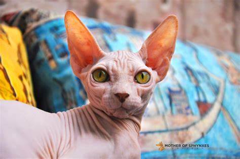 Sphynx kittens for sale. Sphynx cat Thailand & Worldwide: Mother of Sphynxes cattery. In picture: Sunshine is our Egyptian cat, Sphynx kittens white, Sphynx cat pink color, hairless cat Egypt, Canadian Sphynx