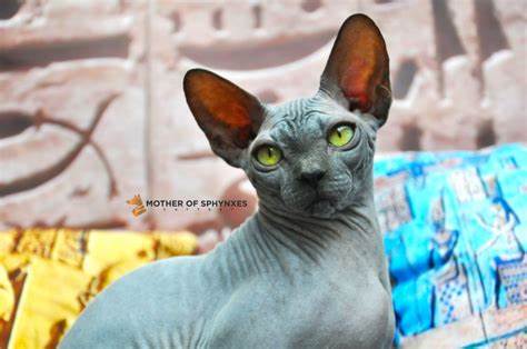 Blue Sphynx kittens for sale from Tonya, Egyptian cat blue color, Sphynx cat blue color, grey Sphynx cat, blue naked cat, cat Egypt, Canadian Sphynx