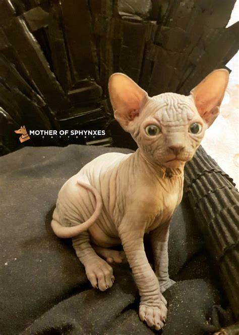 Sphynx kitten for sale - Ada available only as Queen in Mother of Sphynxes cattery